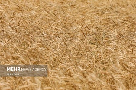 خرید بیش از ۵۲۲ هزار تن گندم از کشاورزان لرستانی - خبرگزاری هانسی | اخبار ایران و جهان