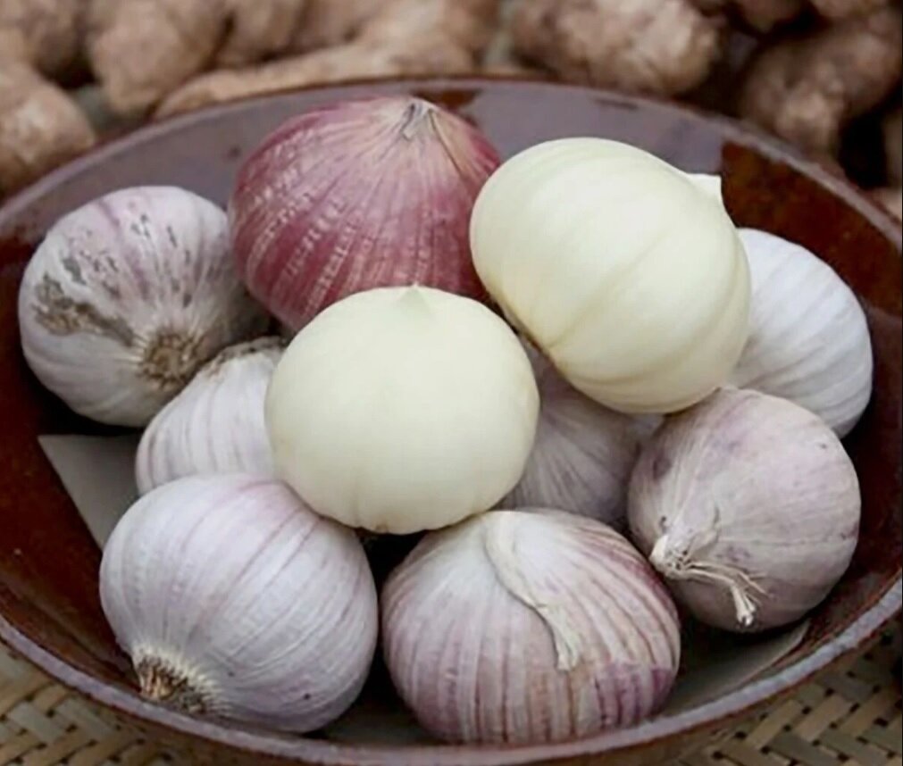 سیر تک حبه ای که احتمالا درباره آن چیزی نمی دانید/ عکس