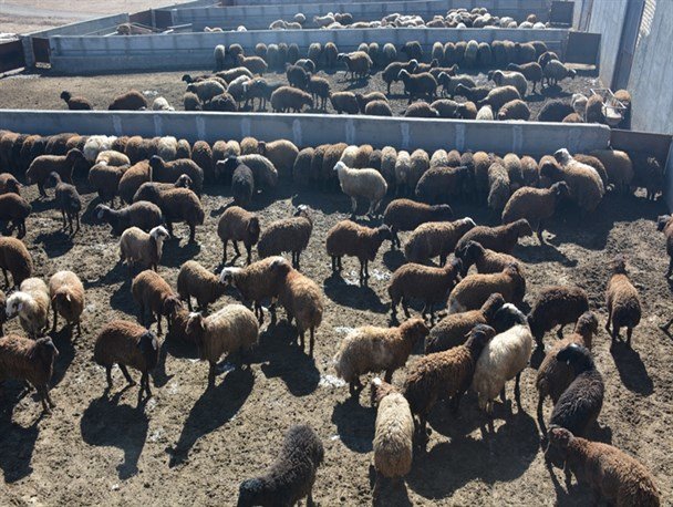 افغانستان | گوشت خشکسالی در کمین تولید گوشت قرمز / واردات دام افغانستانی به ایران